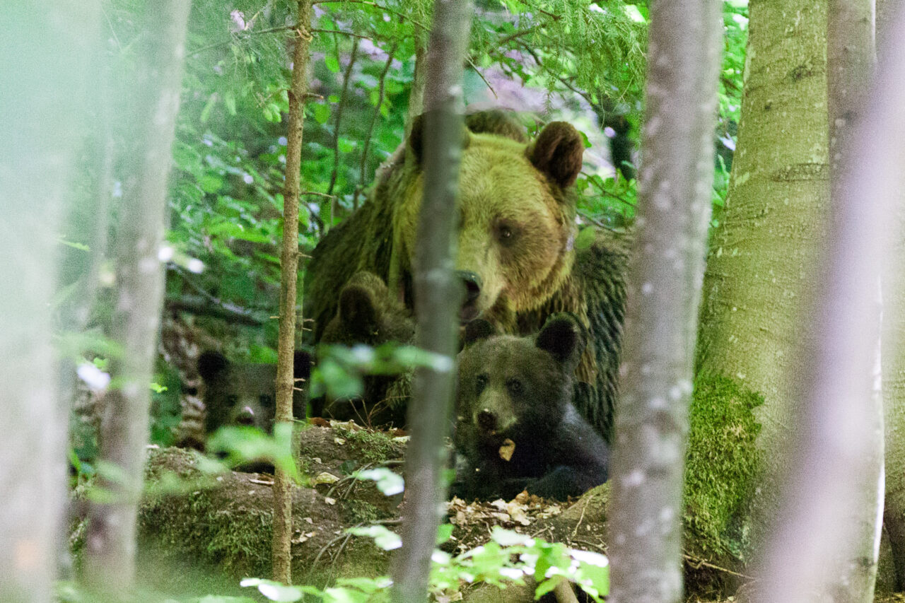 2019-06-13_13-54-19_Rumänien - St Anna_IMG_1203-Bearbeitet-2400-Highlights