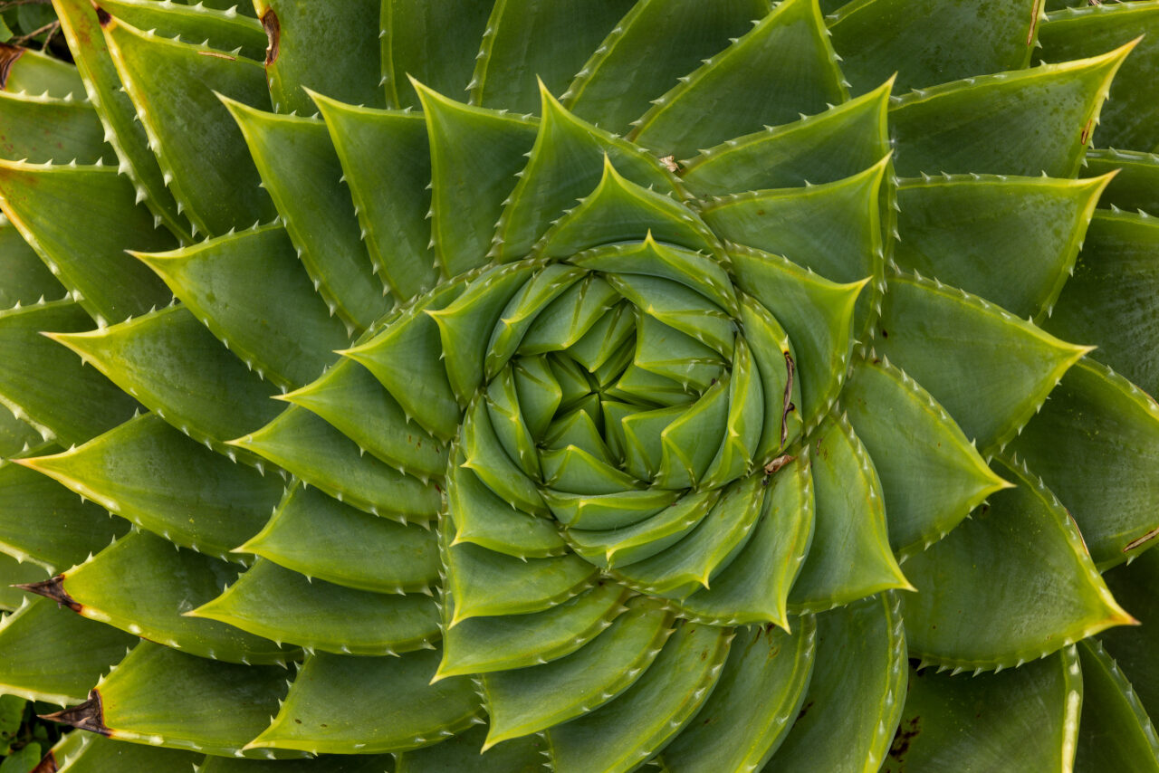 2023-05-23_13-35-00_Cornwall - Eden Project__MG_1214-3840