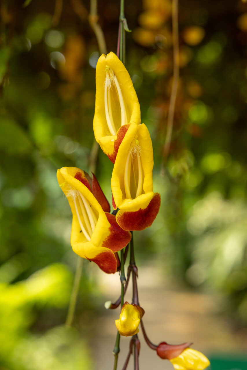 2023-05-23_11-50-10_Cornwall - Eden Project__MG_1143-3840