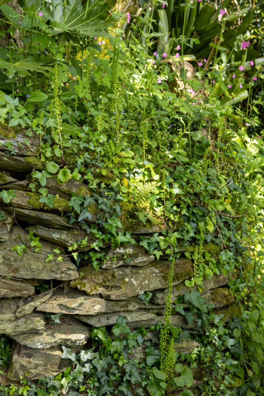 2023-05-24_13-12-41_Cornwall - Lost Gardens of Heligan__MG_1466-3840