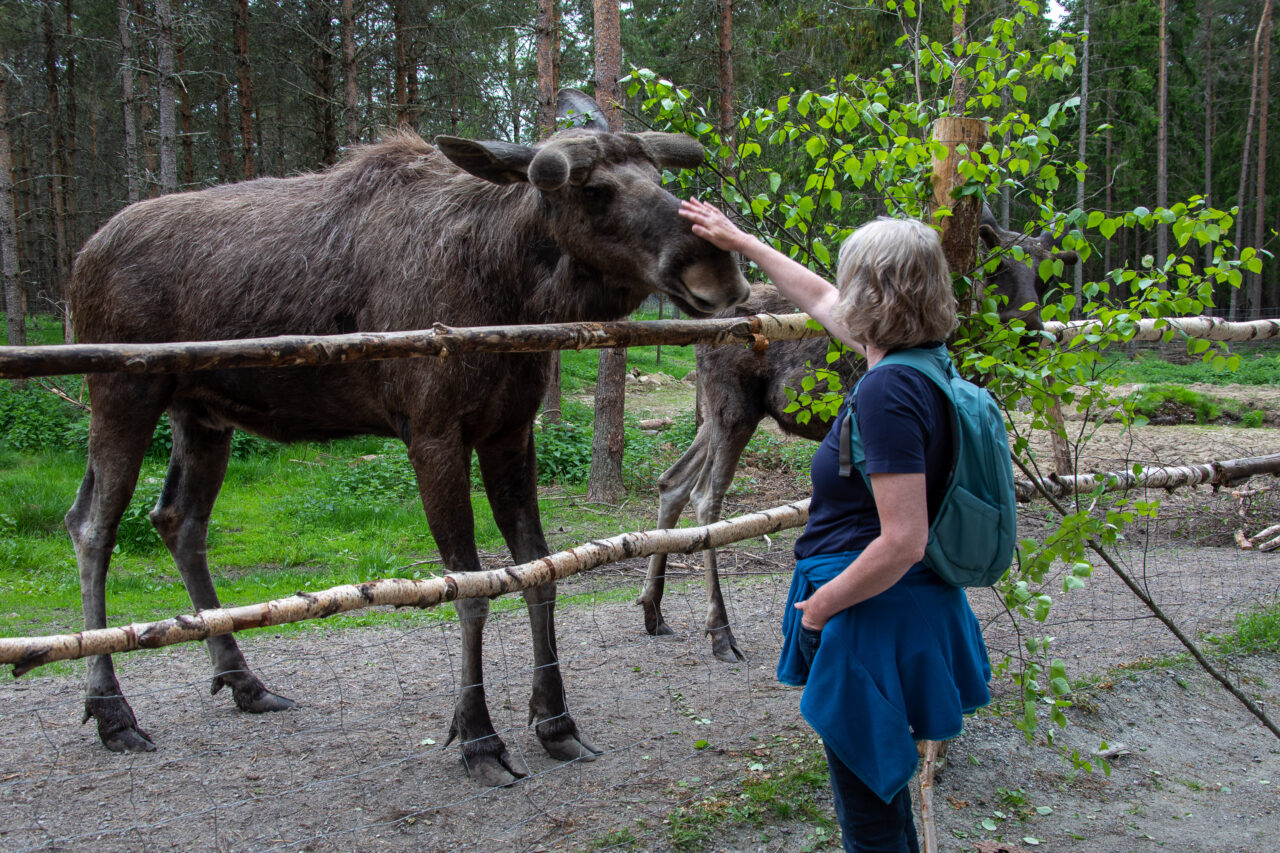 Dalslands Moose Ranch