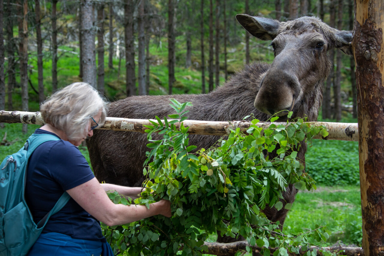 Dalslands Moose Ranch