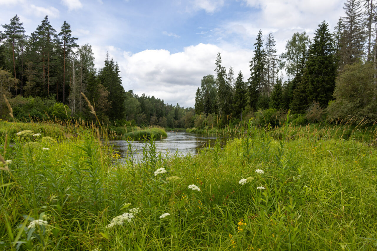 2024-07-14_14-00-10_Gauja Nationalpark__MG_4228-3840