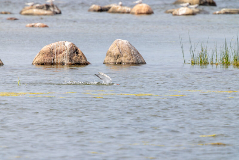 2024-07-17_16-15-05_Lahemaa Nationalpark__MG_4608-3840-LAPTOP-E1RUKUVR