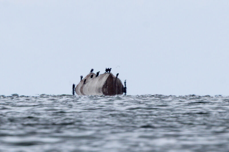 2024-07-25_13-58-15_Vilsandi__MG_7629-3840