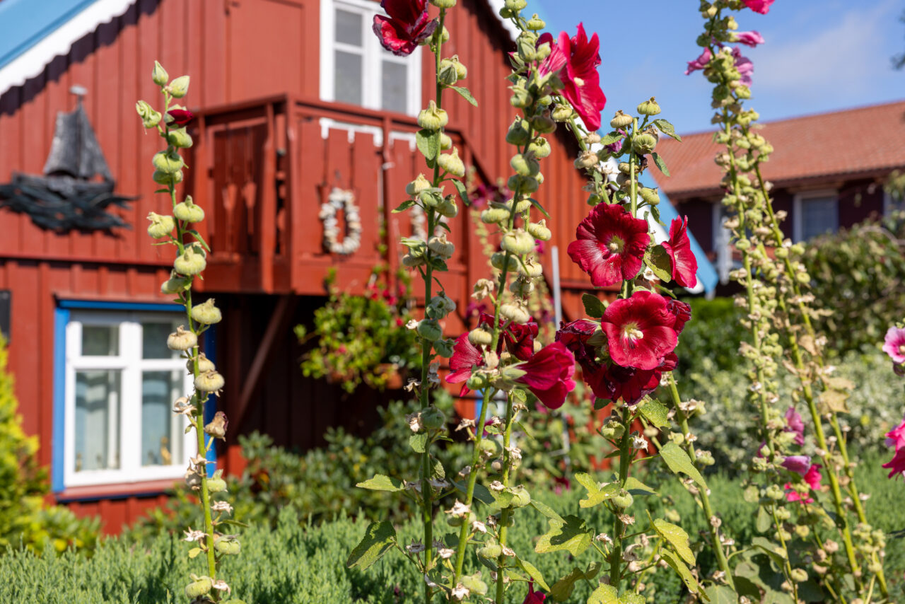 2024-07-31_10-51-46_Kurische Nehrung__MG_8741-3840-LAPTOP-E1RUKUVR