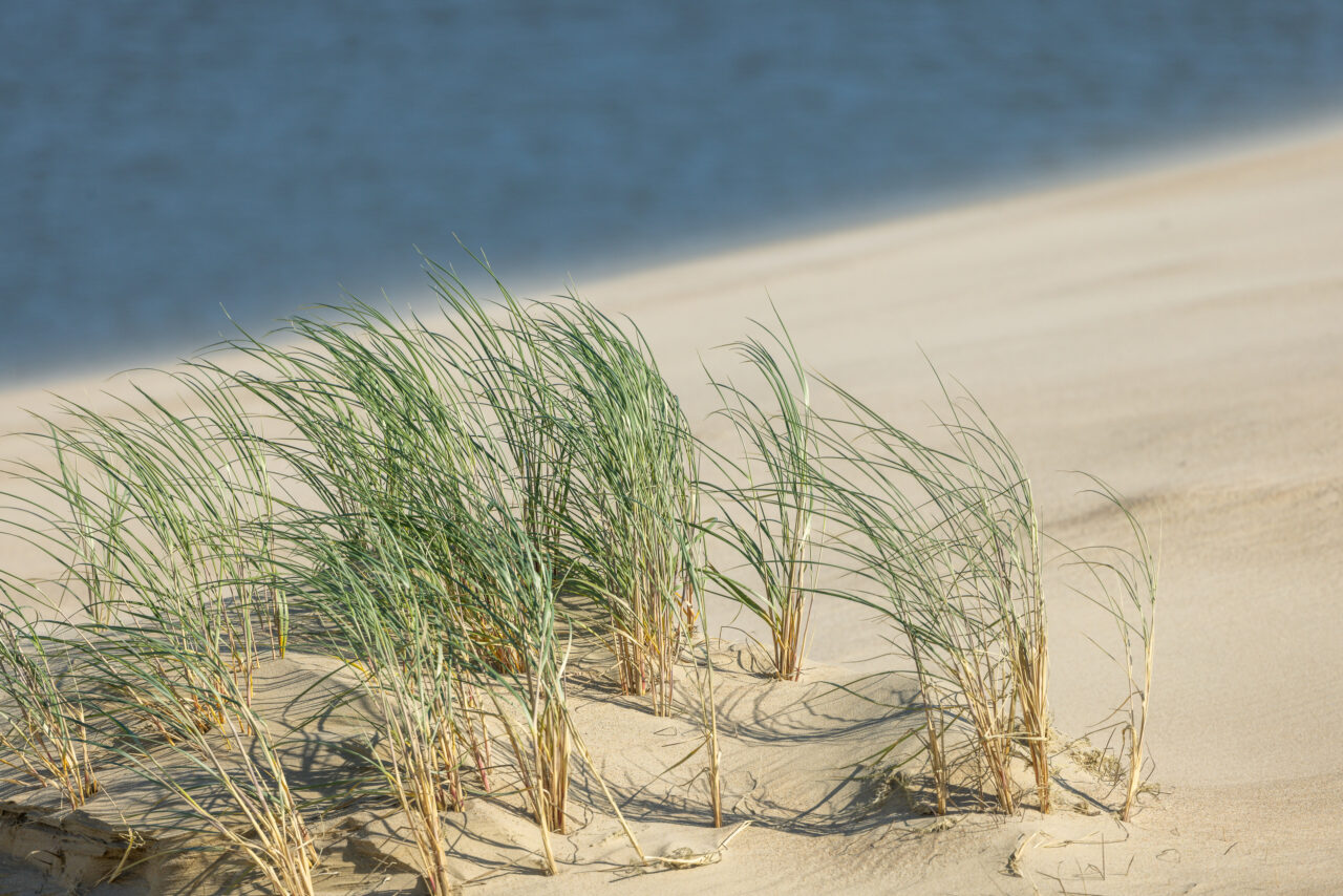 2024-07-31_16-46-59_Kurische-Nehrung__MG_9104-3840-LAPTOP-E1RUKUVR