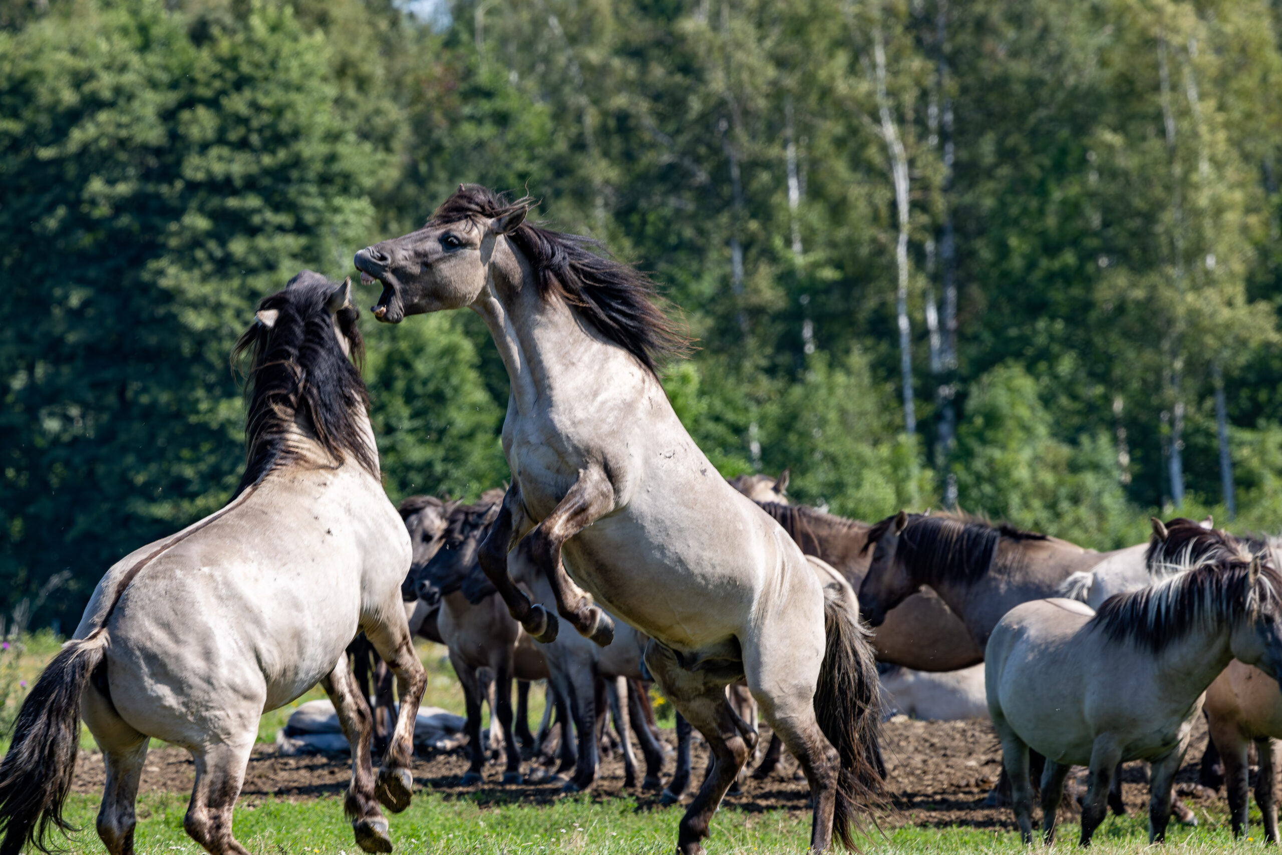 Klaipėda, Ännchen von Tharau und das Naturschutzgebiet Pape – Baltikum Roadtrip 18