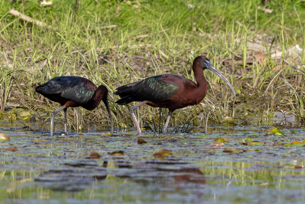 Ibis