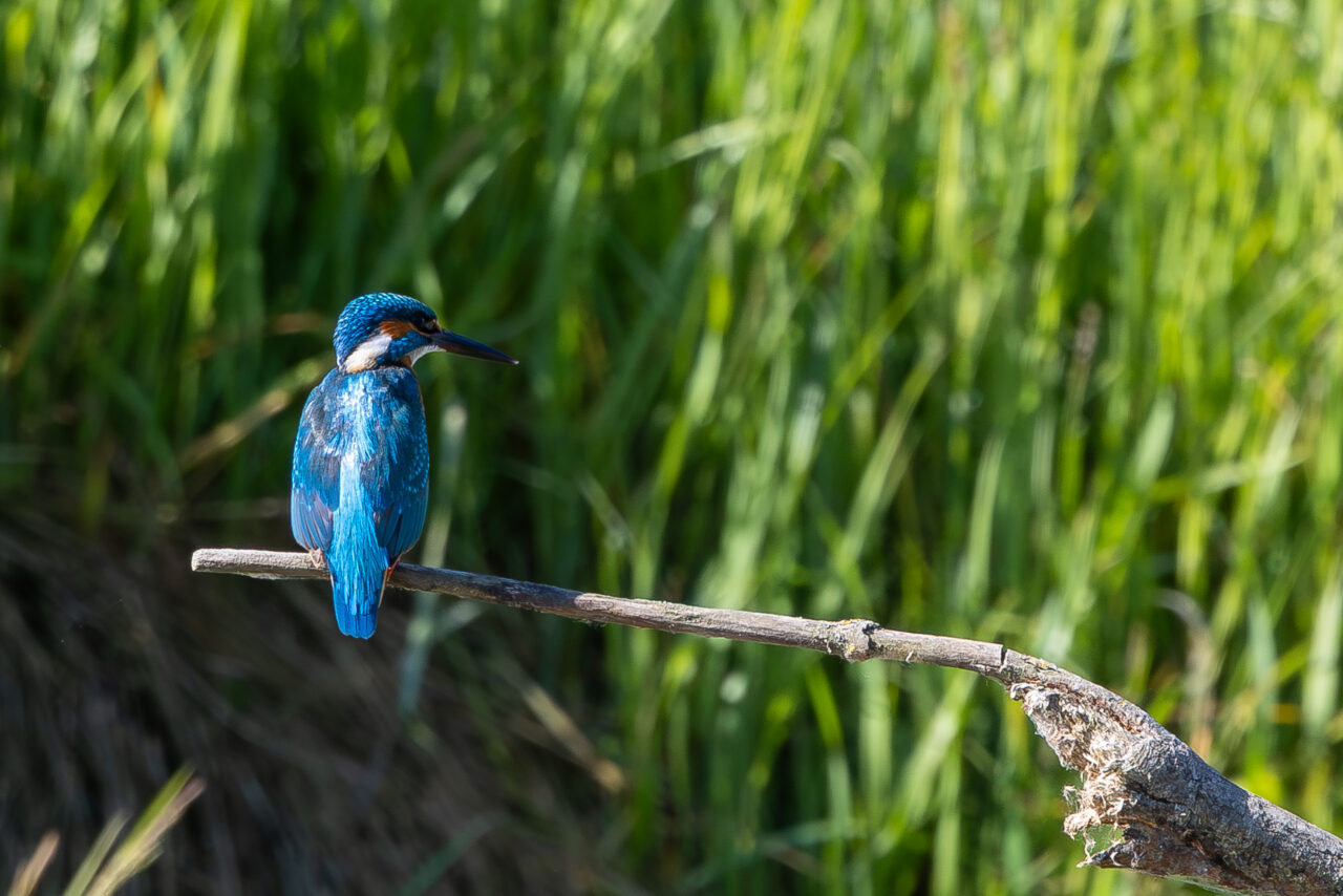 Eisvogel