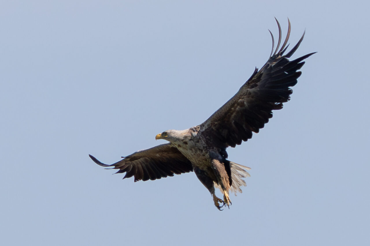 Seeadler