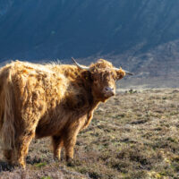 2026-05-20_17-14-25_Schottland - Hoy__T5A7573-3840