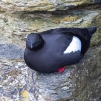 2026-05-21_13-41-18_Schottland - The Gloup__T5A8182-3840