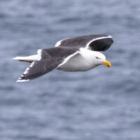 2026-05-21_13-54-05_Schottland - The Gloup__T5A8566-3840
