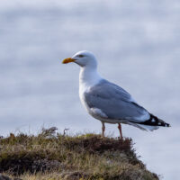 2026-05-21_18-48-53_Schottland - Dunnet Head__T5A8972-3840