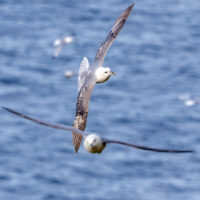 2026-05-21_18-50-37_Schottland - Dunnet Head__T5A8995-3840