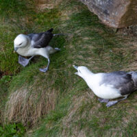 2026-05-21_18-50-47_Schottland - Dunnet Head__T5A9073-3840