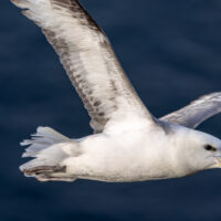 2026-05-21_18-54-00_Schottland - Dunnet Head__T5A9173-3840