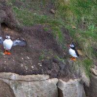 2026-05-21_19-35-54_Schottland - Dunnet Head__T5A0492-3840
