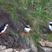 2026-05-21_19-36-18_Schottland - Dunnet Head__T5A0513-3840