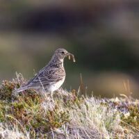 2026-05-21_19-40-44_Schottland - Dunnet Head__T5A0551-3840