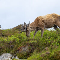 2026-05-24_11-13-42_Schottland - Lochinver__T5A1168-3840