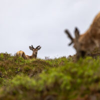 2026-05-24_11-14-12_Schottland - Lochinver__T5A1172-3840