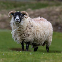 2026-05-25_18-04-21_Schottland - Lewis__T5A1712-3840