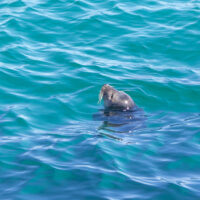 2026-05-28_12-08-38_Schottland - Butt of Lewis Leuchtturm__T5A3923-3840