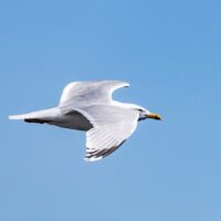 2026-05-28_12-12-55_Schottland - Butt of Lewis Leuchtturm__T5A3936-3840