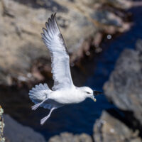 2026-05-28_12-16-33_Schottland - Butt of Lewis Leuchtturm__T5A4014-3840