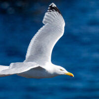 2026-05-28_12-16-44_Schottland - Butt of Lewis Leuchtturm__T5A4039-3840