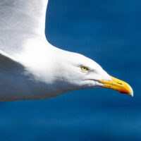 2026-05-28_12-16-44_Schottland - Butt of Lewis Leuchtturm__T5A4039-3840-2