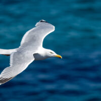 2026-05-28_12-16-44_Schottland - Butt of Lewis Leuchtturm__T5A4046-3840
