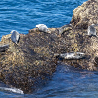 2026-05-28_13-29-47_Schottland - Butt of Lewis Leuchtturm__T5A4653-3840