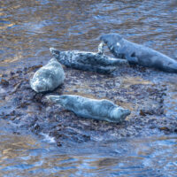 2026-05-28_13-35-51_Schottland - Butt of Lewis Leuchtturm__T5A4659-3840