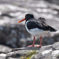 2026-06-05_13-34-57_Schottland - Neist Point__T5A6154-3840