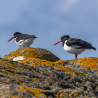 2026-06-09_16-55-17_Schottland - Iona__T5A6795-3840
