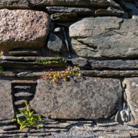 2026-06-09_17-54-11_Schottland - Iona__T5A7224-3840