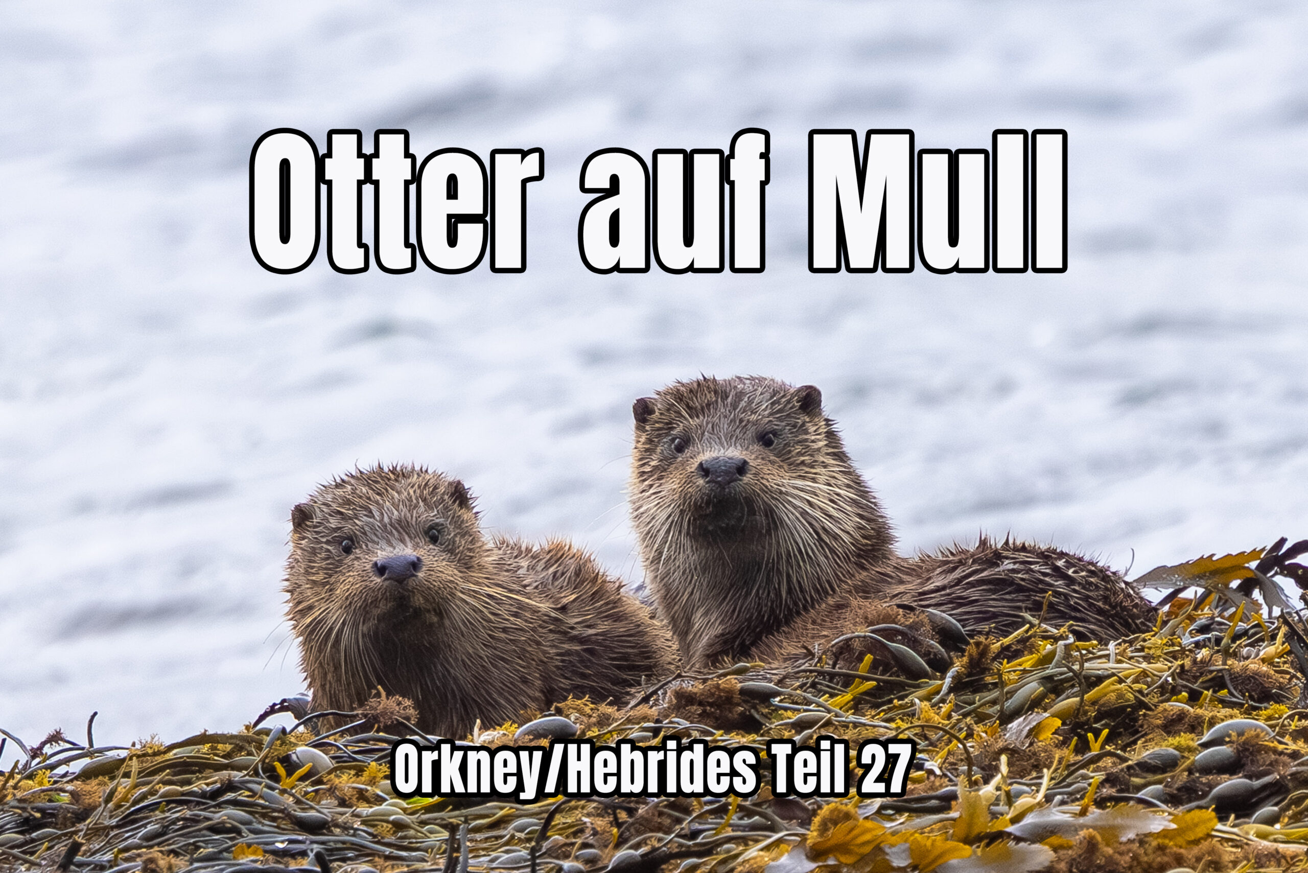 Otter auf Mull – Orkney/Hebrides Teil 27