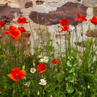 2026-06-17_12-46-25_Dunbar - Bamburgh Castle__T5A2575-3840