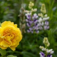 2026-06-17_12-47-03_Dunbar - Bamburgh Castle__T5A2577-3840