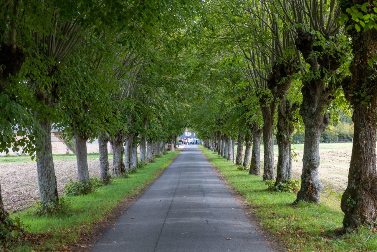 Lindenallee auf dem Weg vom Stellplatz ins Dorf Beuvron-en-Auge