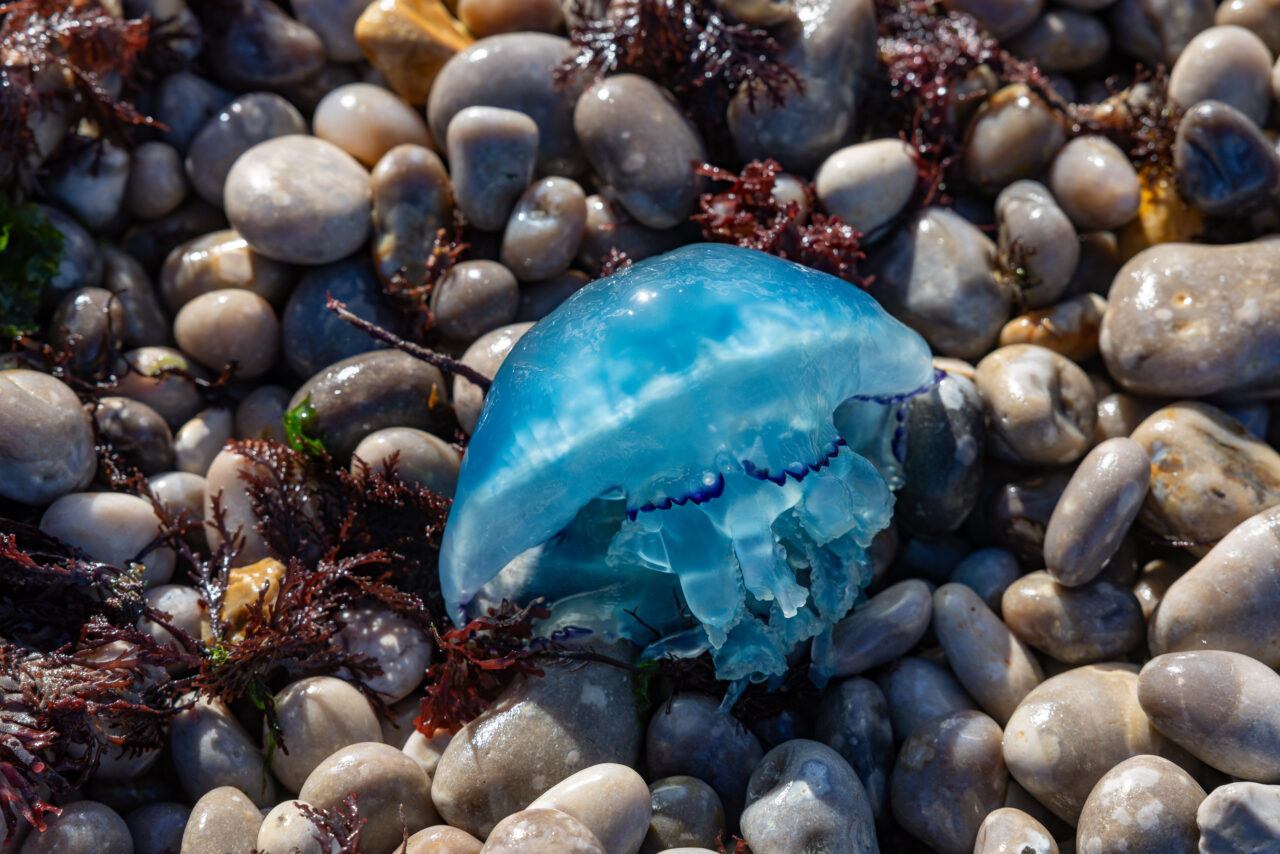 Kieselstrand mit Qualle in Étretat