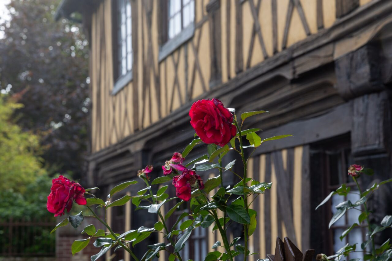 Rose vor einer Fachwerkwand